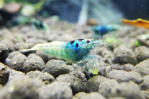 Blue Shadow Mosura - Taiwan Bee - Caridina spec.